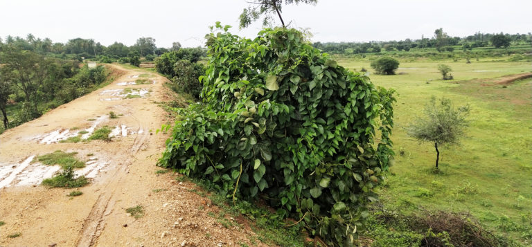 ಕೆರೆ ಮಾಯ…! ನಾಳೆ ನಾವು ಮಾಯ..!