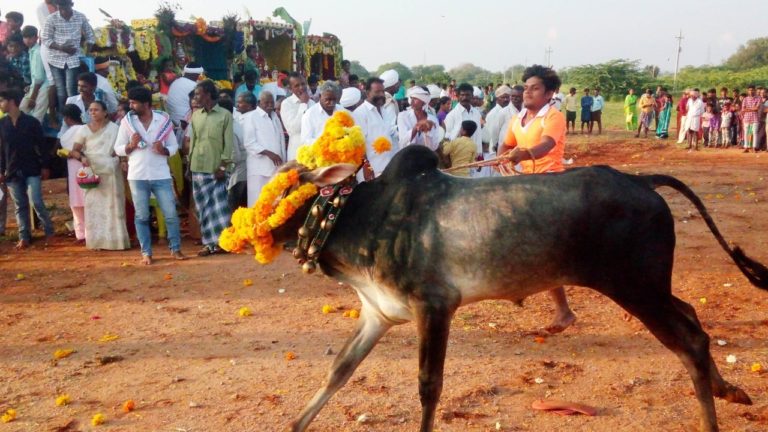 ಜಾನುವಾರುಗಳ ಹಬ್ಬ; ಹೀಗೆ ಮಾಡಿದರೆ ರೋಗ ಬರುವುದಿಲ್ಲವಂತೆ
