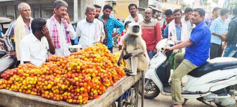 ಕೊರಟಗೆರೆಯಲ್ಲಿ ಲಂಗೂರ್ ಕೋತಿ ಅಪರೂಪದ ಅತಿಥಿ