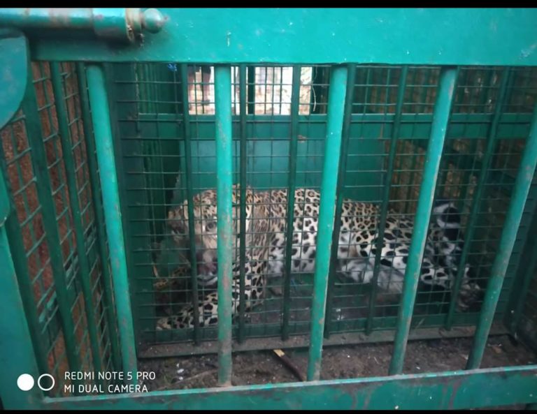 ಇಬ್ಬರ ರಕ್ತ ಹೀರಿ ಕೊಂದಿದ್ದ ಹೆಣ್ಣು ಚಿರತೆ ಕೊನೆಗೂ ಸೆರೆ