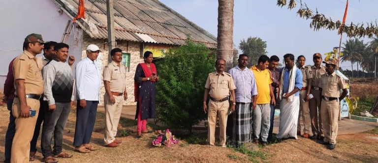 ಮನೆ ಮುಂದೆಯೇ ಗಾಂಜಾ ಬೆಳೆದಿದ್ದ ದೇವಸ್ಥಾನದ ಪೂಜಾರಿ!