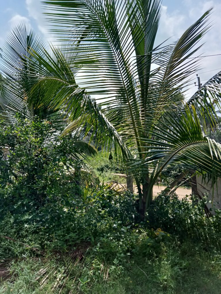 ಹೀಗಿರಲಿ ನಿಮ್ಮ ತೆಂಗಿನ ತೋಟ