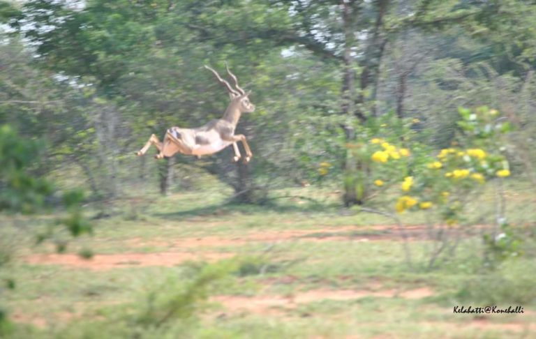 ಕೃಷ್ಣಮೃಗಕ್ಕೆ ಕಂಟಕವಾಗಲಿದೆಯೇ ಎತ್ತಿನಹೊಳೆ?