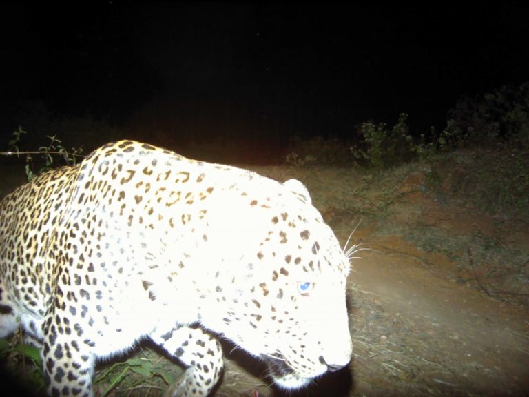 ಹೆಬ್ಬೂರಿನಲ್ಲಿವೆ 3   ಚಿರತೆಗಳು, ಇದರಲ್ಲಿ ಯಾವುದು ನರಭಕ್ಷಕ ಚಿರತೆ