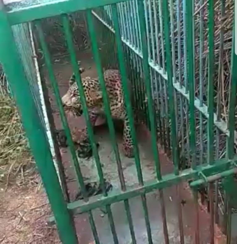 ತಿಪಟೂರಿನಲ್ಲಿ ಚಿರತೆ ಸೆರೆ