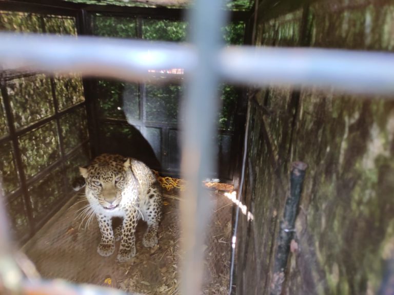 ಮತ್ತೊಂದು ಚಿರತೆ ಸೆರೆ