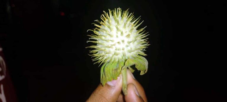 ಈ ಕಾಯಿ ಕಟ್ಟಿದರೆ ಕೊರೊನಾ ಬರಲ್ವಂತೆ!