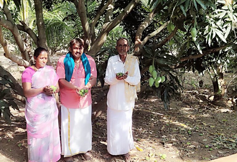 ಉರಿಬಿಸಿಲಿನ ತಾಪಕ್ಕೆ ಉದುರುತ್ತಿರುವ ಮಾವು: ಜಿಲ್ಲೆಯ ರೈತರಲ್ಲಿ ಆತಂಕ