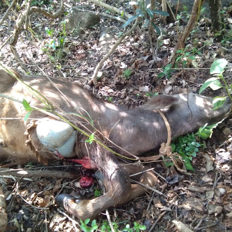 ತುಮಕೂರು: ಎಮ್ಮೆ ಮೇಲೆ‌ ಚಿರತೆ ದಾಳಿ