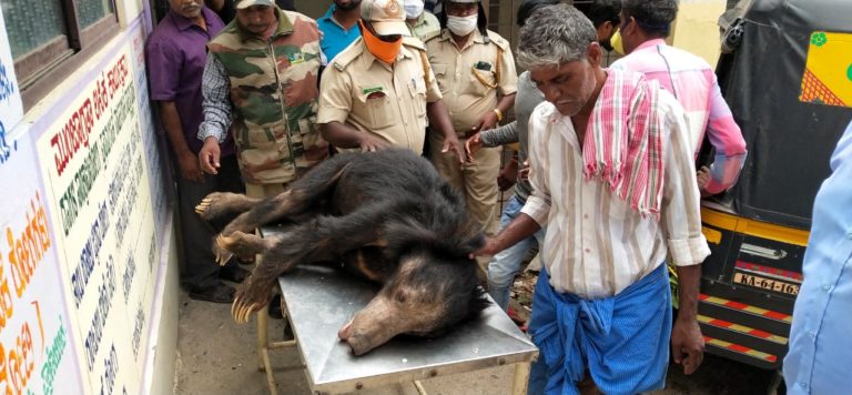 ಅಯ್ಯೊಯ್ಯೋ ಕರಡಿಯೇ…