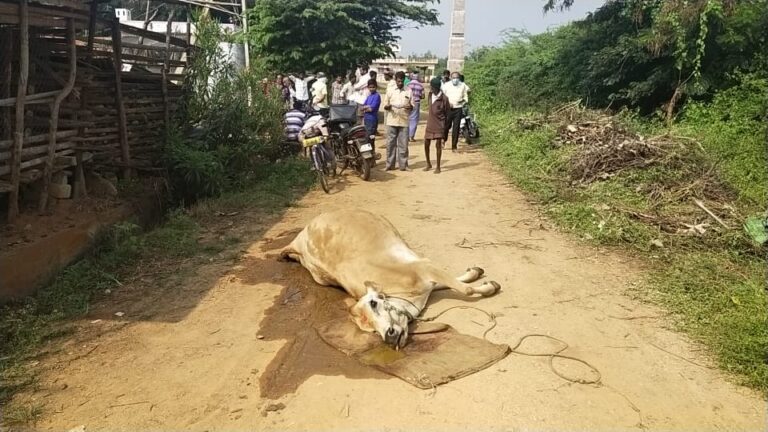 ಏಕಾಏಕಿ ಸಾಯುತ್ತಿವೆ ಹಸು, ಕುರಿಗಳು: ಹೆಚ್ಚಿದ ಆತಂಕ