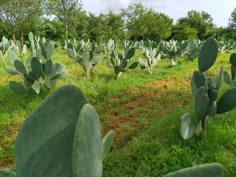 ಹಸು ಸಾಕಣೆದಾರರಿಗೆ ಬಂದಿದೆ ಹೊಸ ಹಸಿರು ಮೇವು