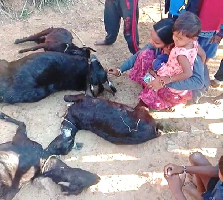 ದೊಂಬರನಹಳ್ಳಿ:ಚಿರತೆ ದಾಳಿಗೆ 4 ಮೇಕೆಗಳು ಬಲಿ
