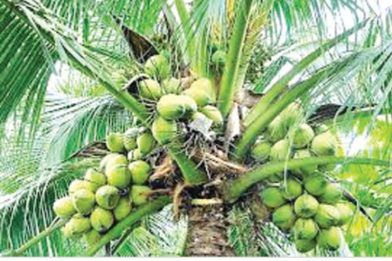 ಸಾಲ ಬೇಕೆ, ಸಾಲ; ಮನೆಬಾಗಿಲಲ್ಲೆ ಕೊಡ್ತಾರೆ ‘ಮೋದಿ’ ತೆಂಗಿನ ಸಾಲ…