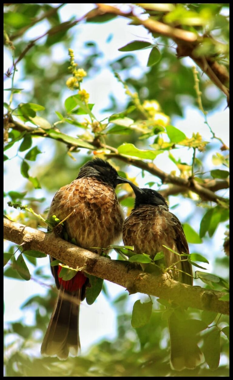 ಪ್ರೇಮ‌ ನಿವೇದನೆ ಹೇಳಲು ಆತುರದ ಭಯ, ಒಳಗೊಳಗೇ ಸಂಕಟ..