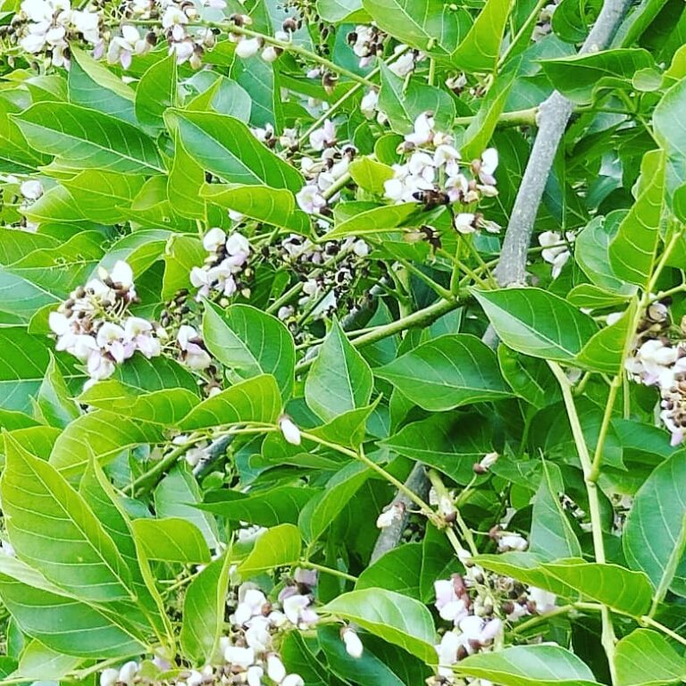 ವೆಬ್ ಕಥೆ : ಅಪ್ಪಗೋಳ್ ತಾತಯ್ಯ ಮನದಲ್ಲೇ ನಕ್ಕ.‌