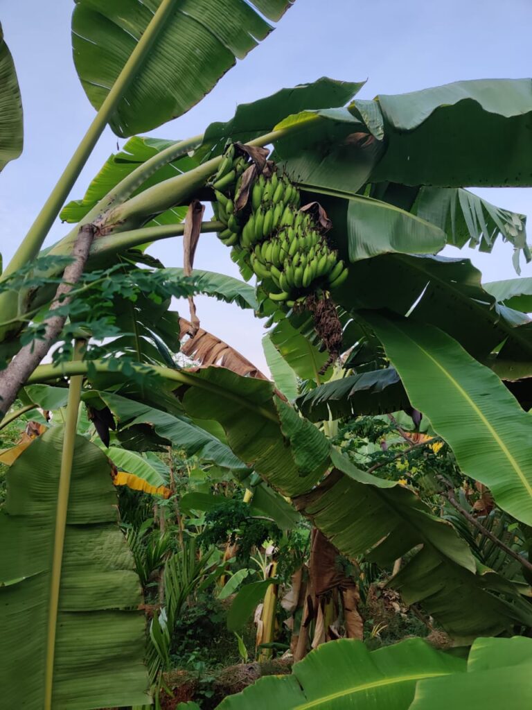 ಕೃಷಿ ಪಂಡಿತ ಪ್ರಶಸ್ತಿಗಾಗಿ ಅರ್ಜಿ ಆಹ್ವಾನ