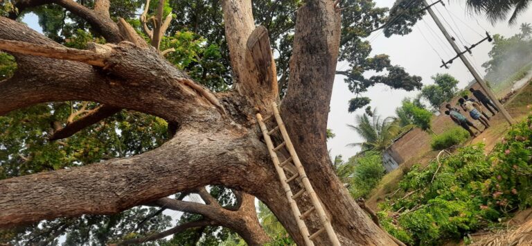 ಪರಿಸರ ದಿನದ ಪದ್ಯಗಳು*
