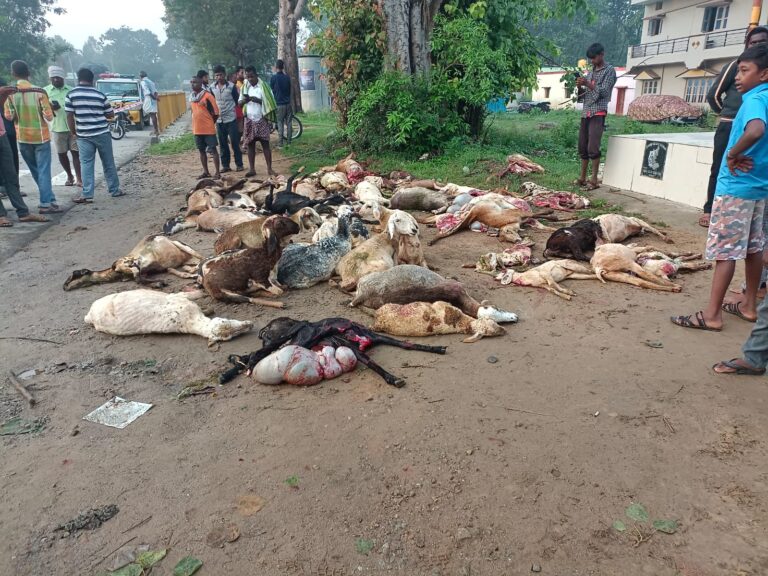 ಹರಿದ ಕ್ಯಾಂಟರ್,80 ಕ್ಕೂ ಹೆಚ್ಚು ಕುರಿಗಳ ಸಾವು,ಗಾಯಗೊಂಡ ಕುರಿಗಾಯಿ
