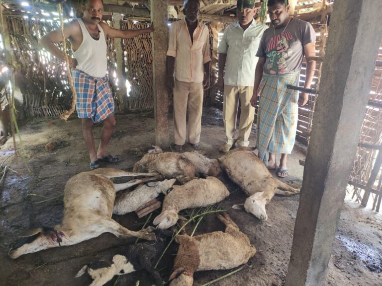 ಕೊಟ್ಟಿಗೆ ಮನೆಗೆ ನುಗ್ಗಿದ ಚಿರತೆ