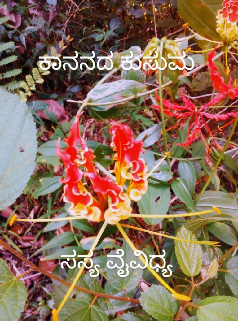 ಸಸ್ಯ ವೈವಿಧ್ಯ