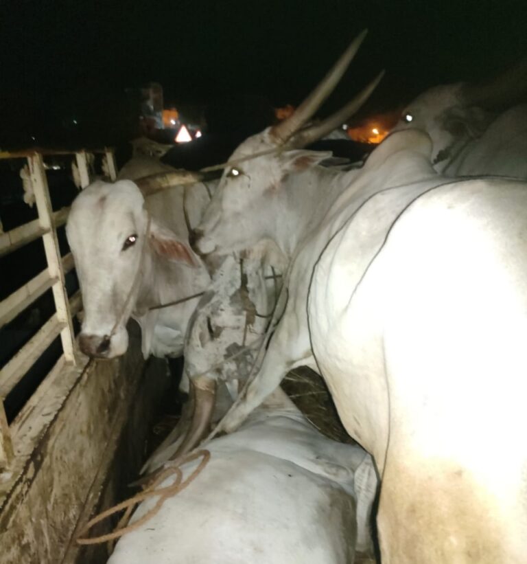 ಎತ್ತುಗಳ ಕಳ್ಳ ಸಾಗಾಣಿಕೆ; ಆರೋಪಿಗಳ ಬಂಧನ