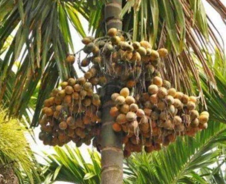 ತೋವಿನಕೆರೆ: ಮಾರ್ಚ್ 6 ರಂದು ಅಡಿಕೆ ಬೆಳೆಯ ಕಾರ್ಯಾಗಾರ