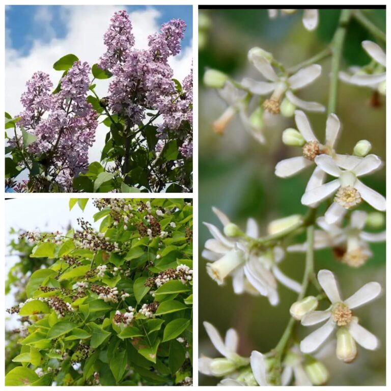 ಮತ್ತೆ ಬಂದ ವಸಂತ