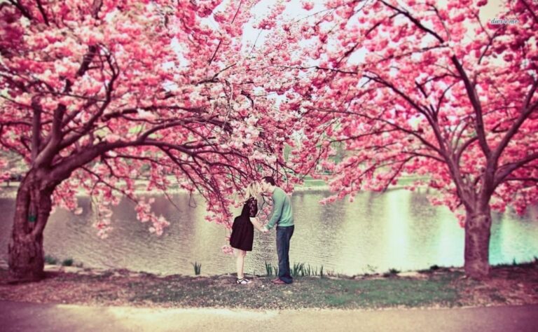 ಬೆಂಗಳೂರಿನಲ್ಲೊಂದು ಸಕುರ ಹನಾಮಿ