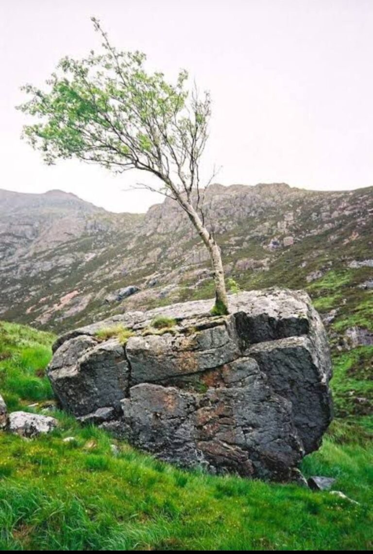 ಕವನ : ಕಲ್ಲಿನಲ್ಲಿ‌ಹುಟ್ಟಿ