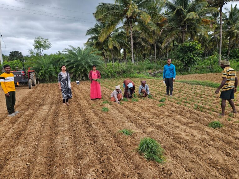ಬಿರುಸುಗೊಂಡ ಮಳೆ: ತುರುವೇಕೆರೆಯಲ್ಲಿ ರಾಗಿ ಬಿತ್ತನೆಗೆ ಶುಕ್ರದೆಸೆ